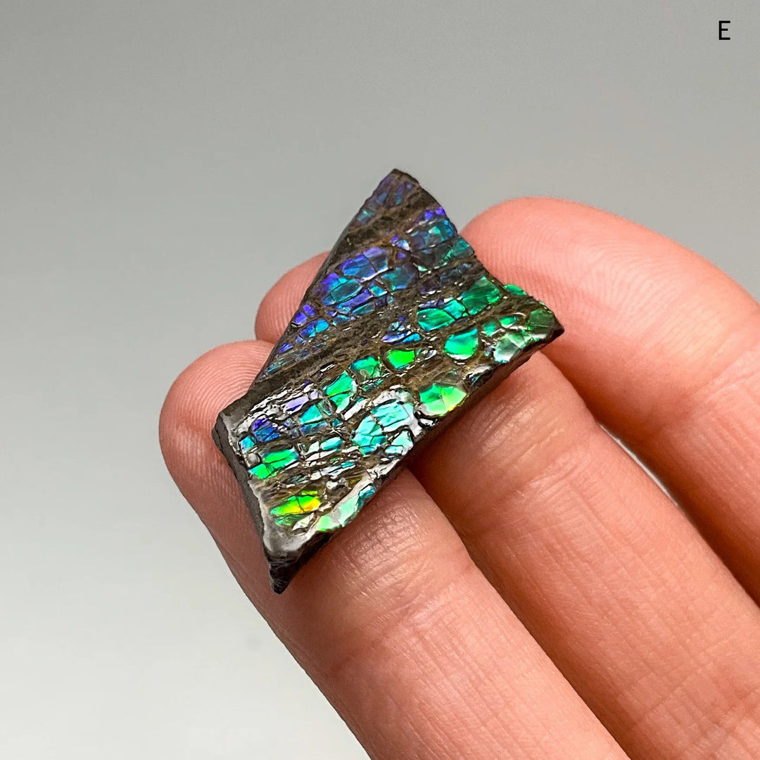 Ammolite Specimen