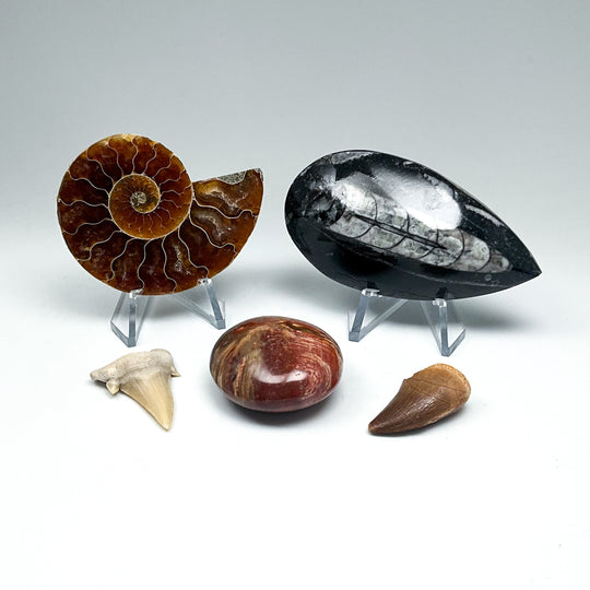 Fossil Gift Bundle