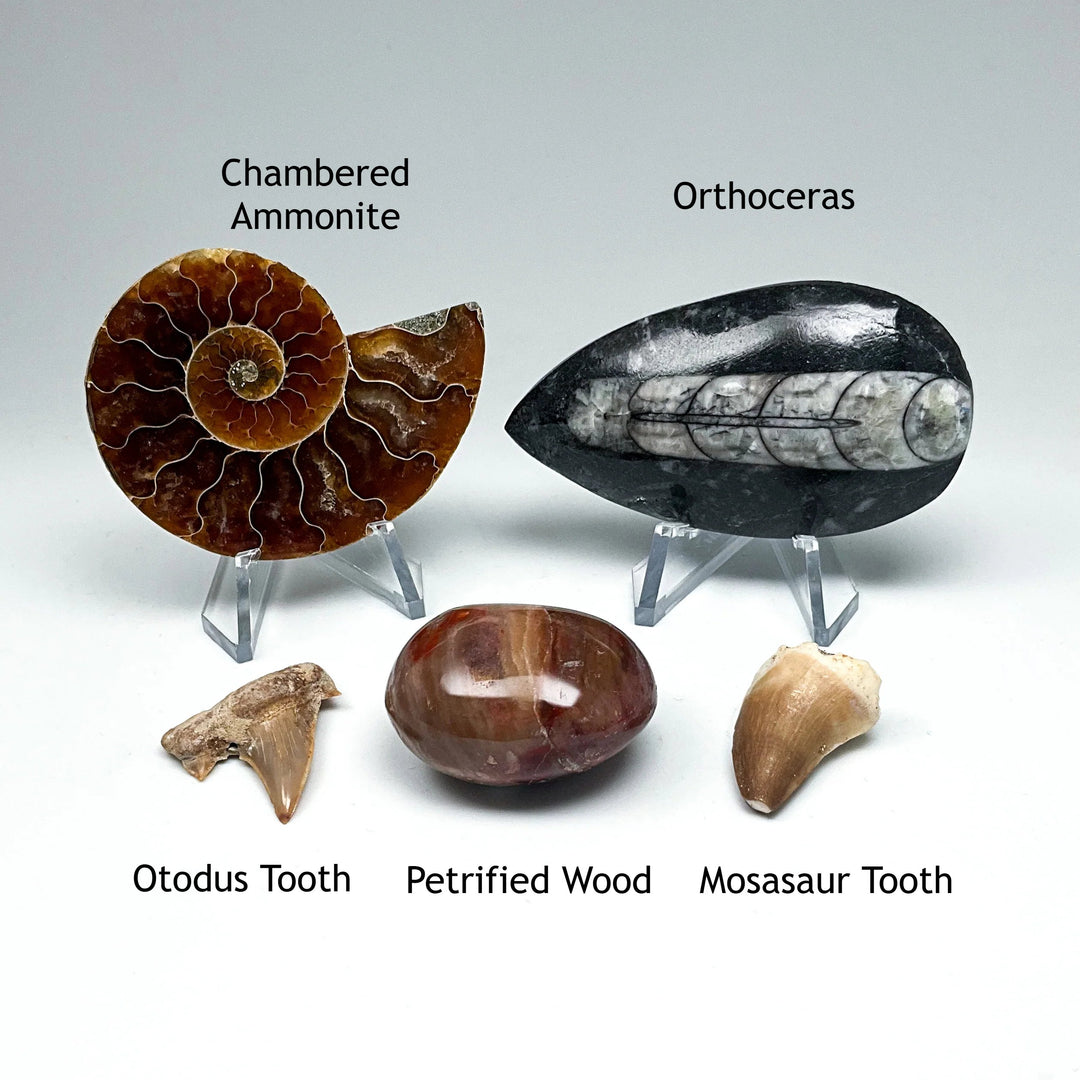 Fossil Gift Bundle