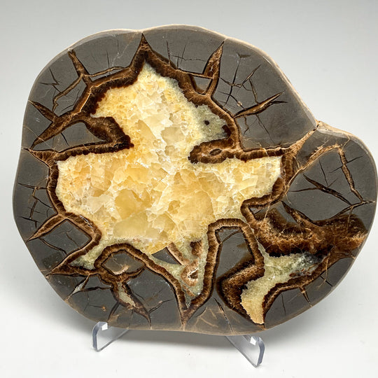 Septarian Slab