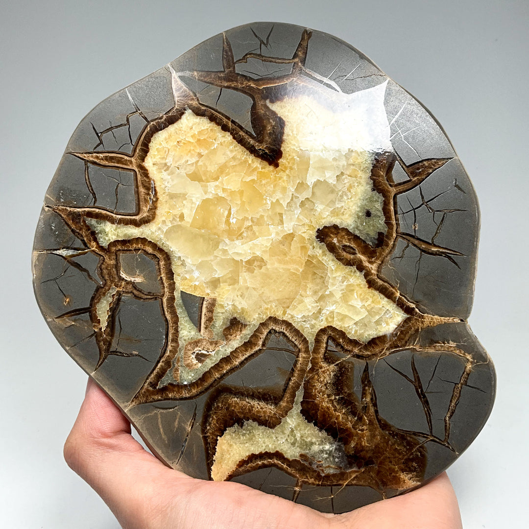Septarian Slab