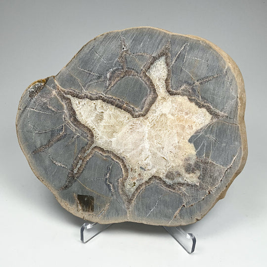 Septarian Slab