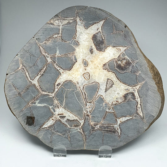 Septarian Slab