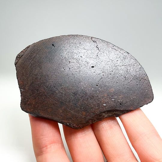 NWA Chondrite Meteorite Slab