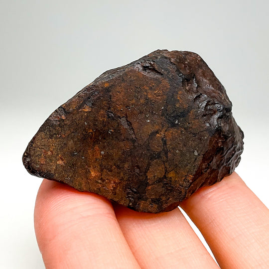 NWA Chondrite Meteorite Specimen
