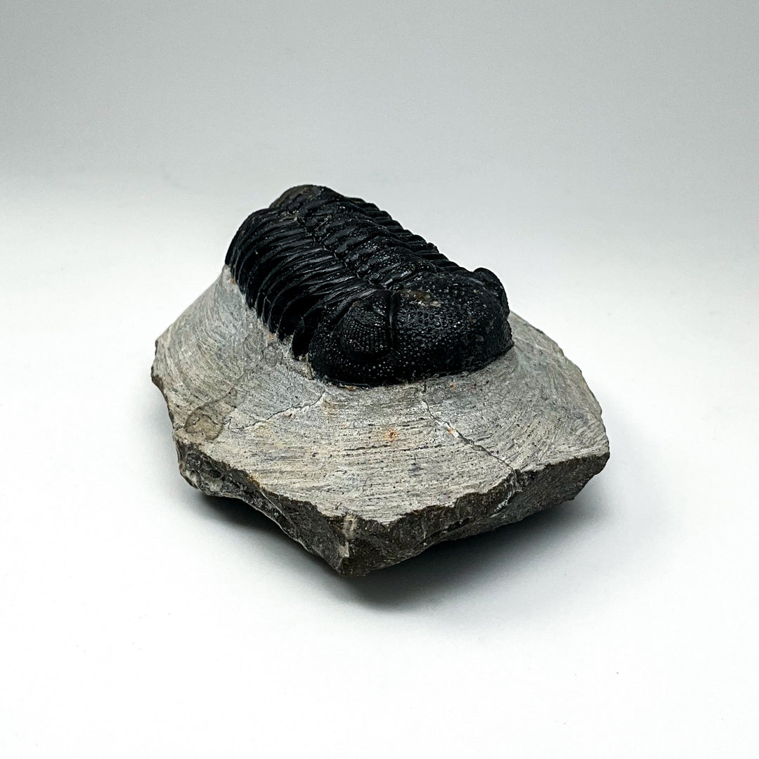 Trilobite Phacops Fossil
