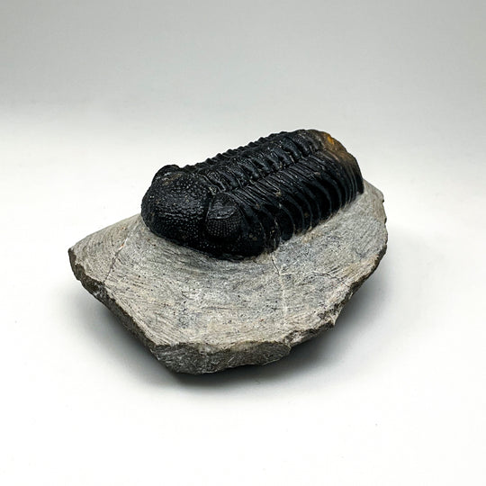 Trilobite Phacops Fossil
