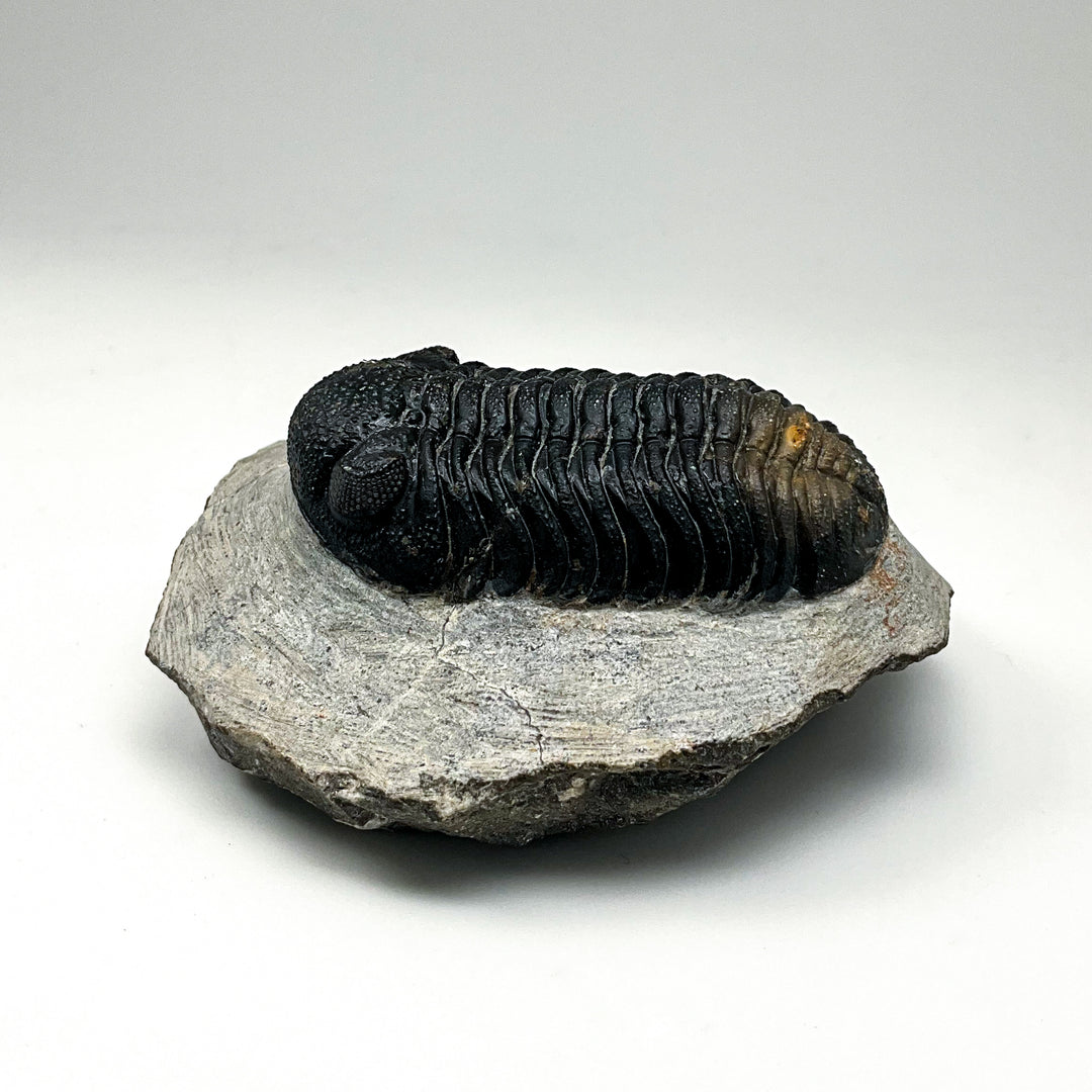 Trilobite Phacops Fossil