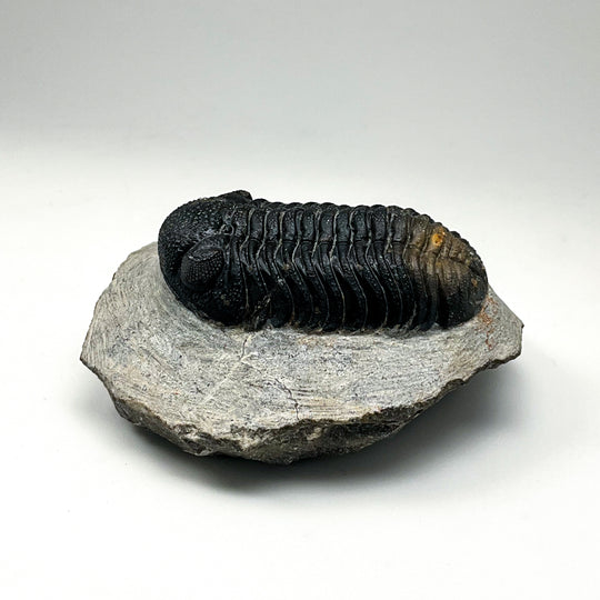 Trilobite Phacops Fossil