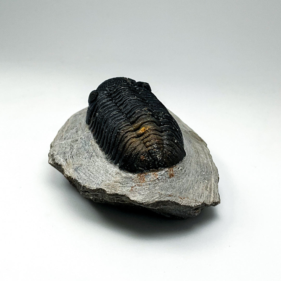 Trilobite Phacops Fossil