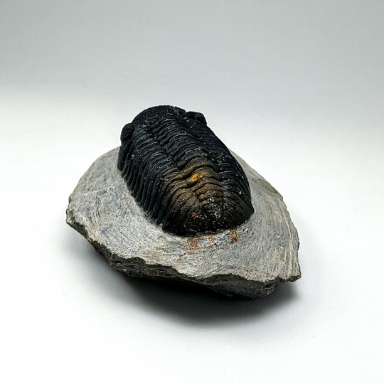 Trilobite Phacops Fossil