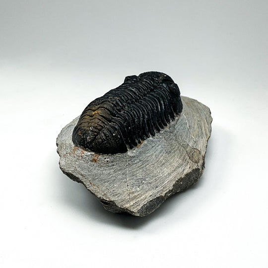 Trilobite Phacops Fossil