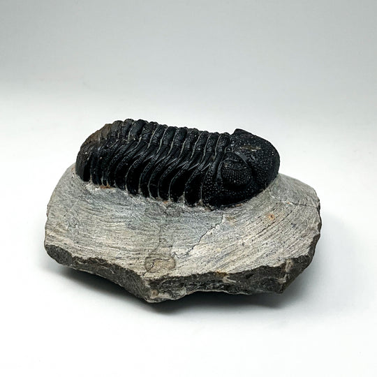 Trilobite Phacops Fossil