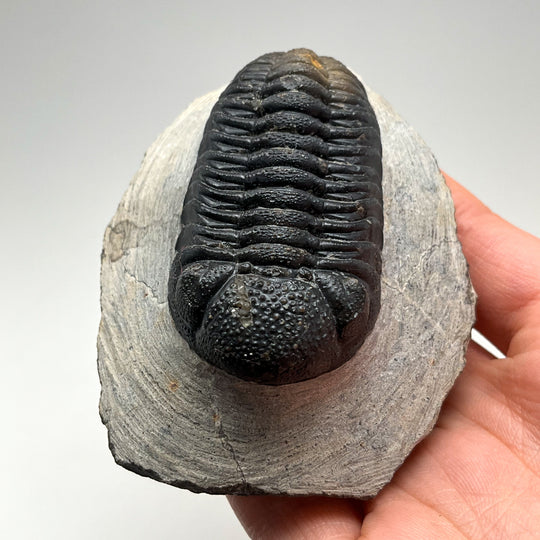 Trilobite Phacops Fossil