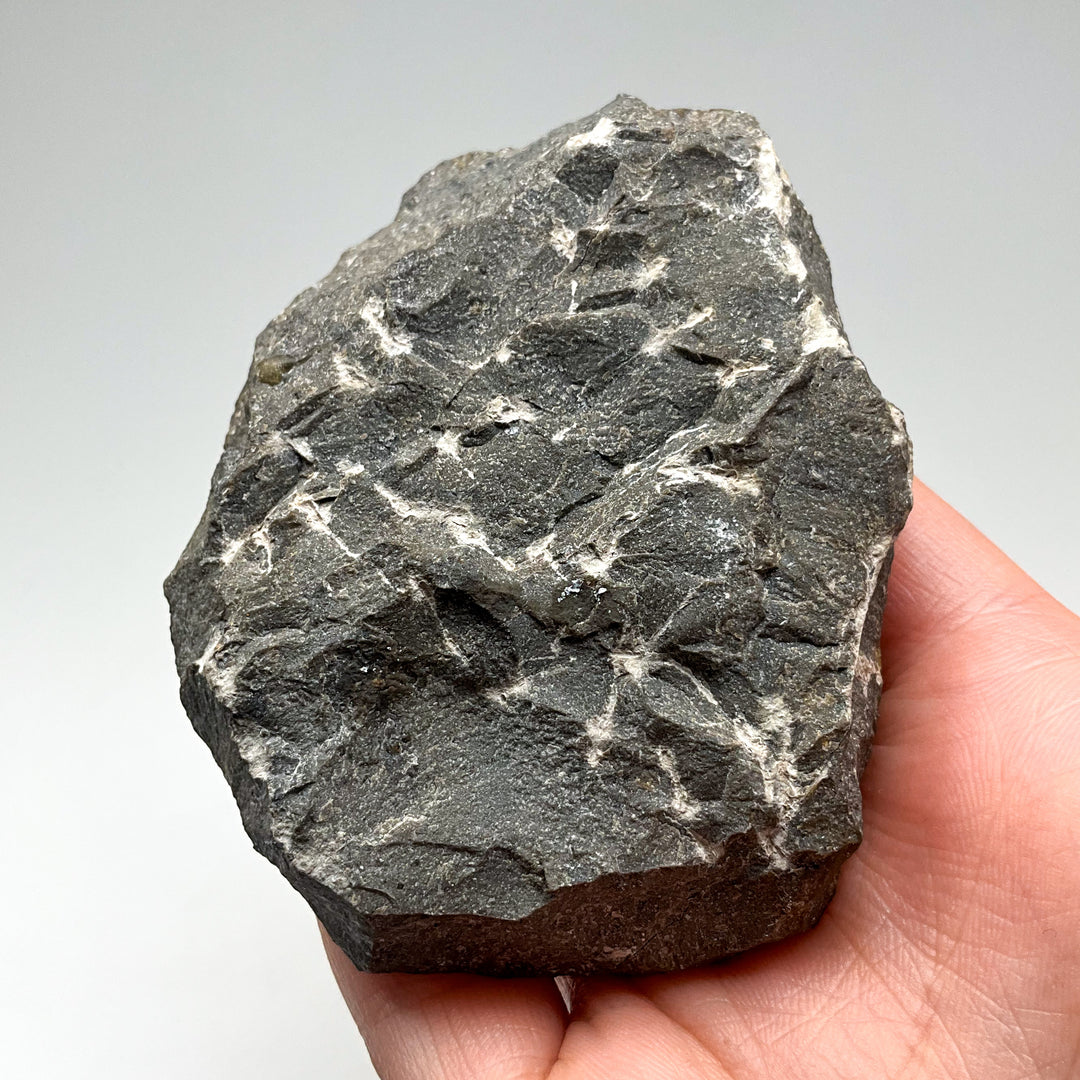 Trilobite Phacops Fossil