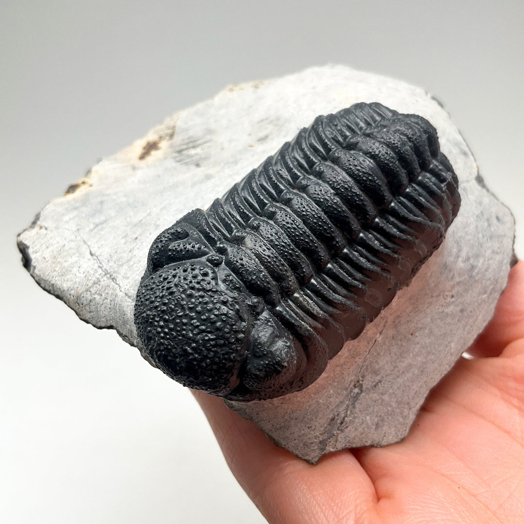 Trilobite Phacops Fossil