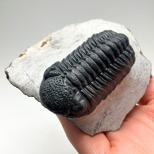 Trilobite Phacops Fossil