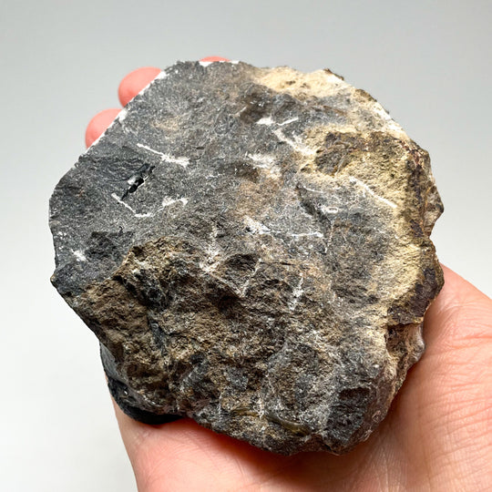 Trilobite Phacops Fossil