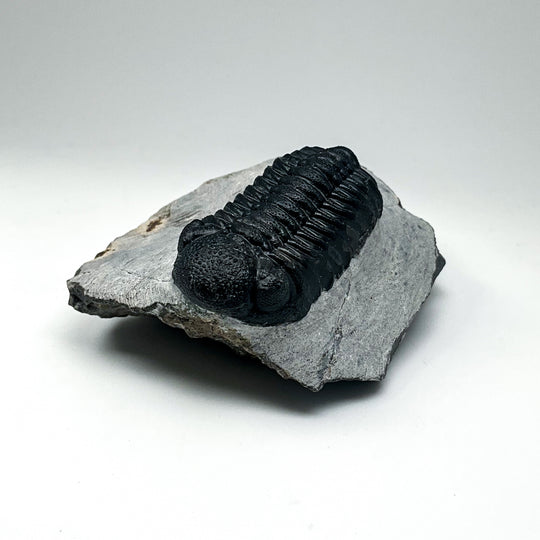 Trilobite Phacops Fossil