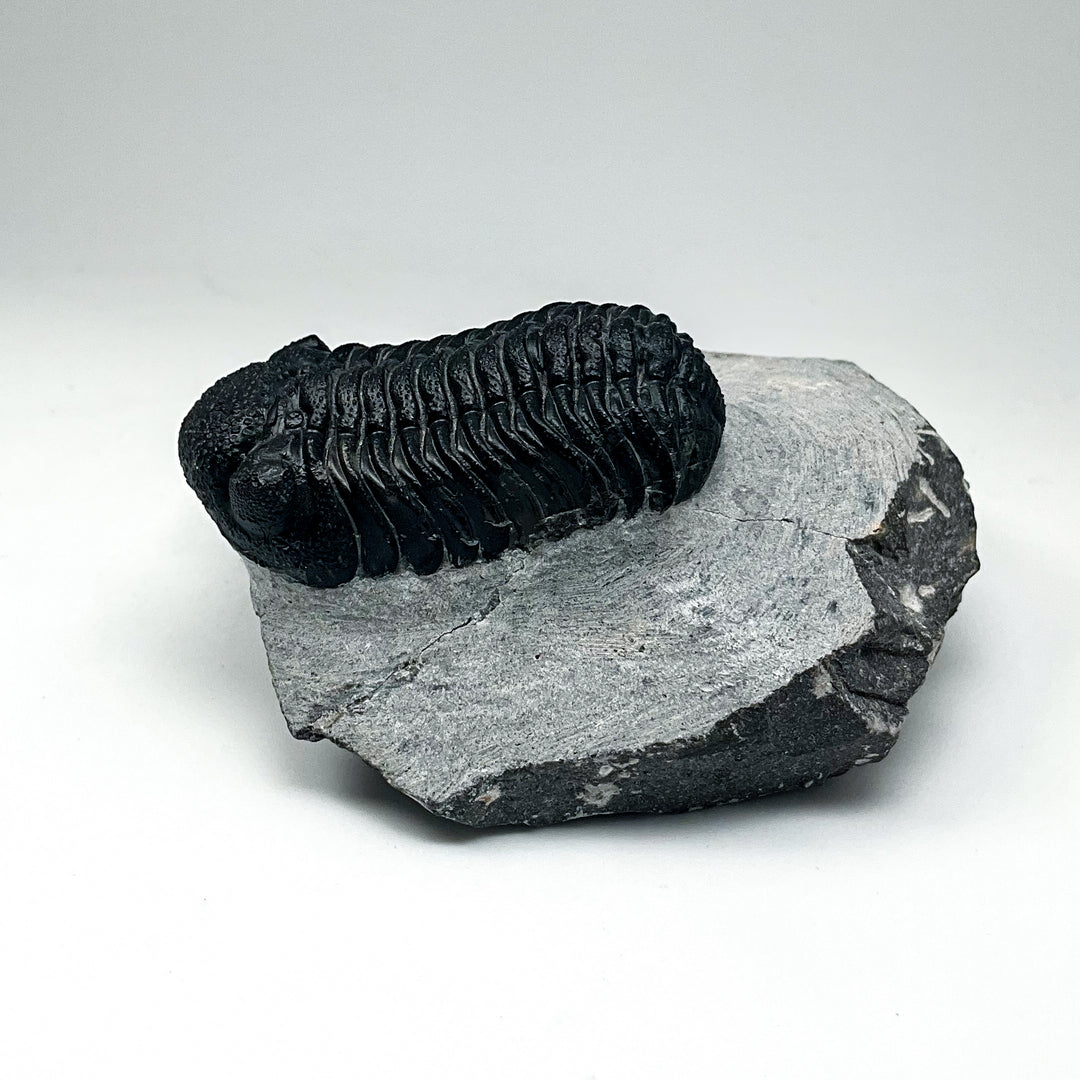 Trilobite Phacops Fossil