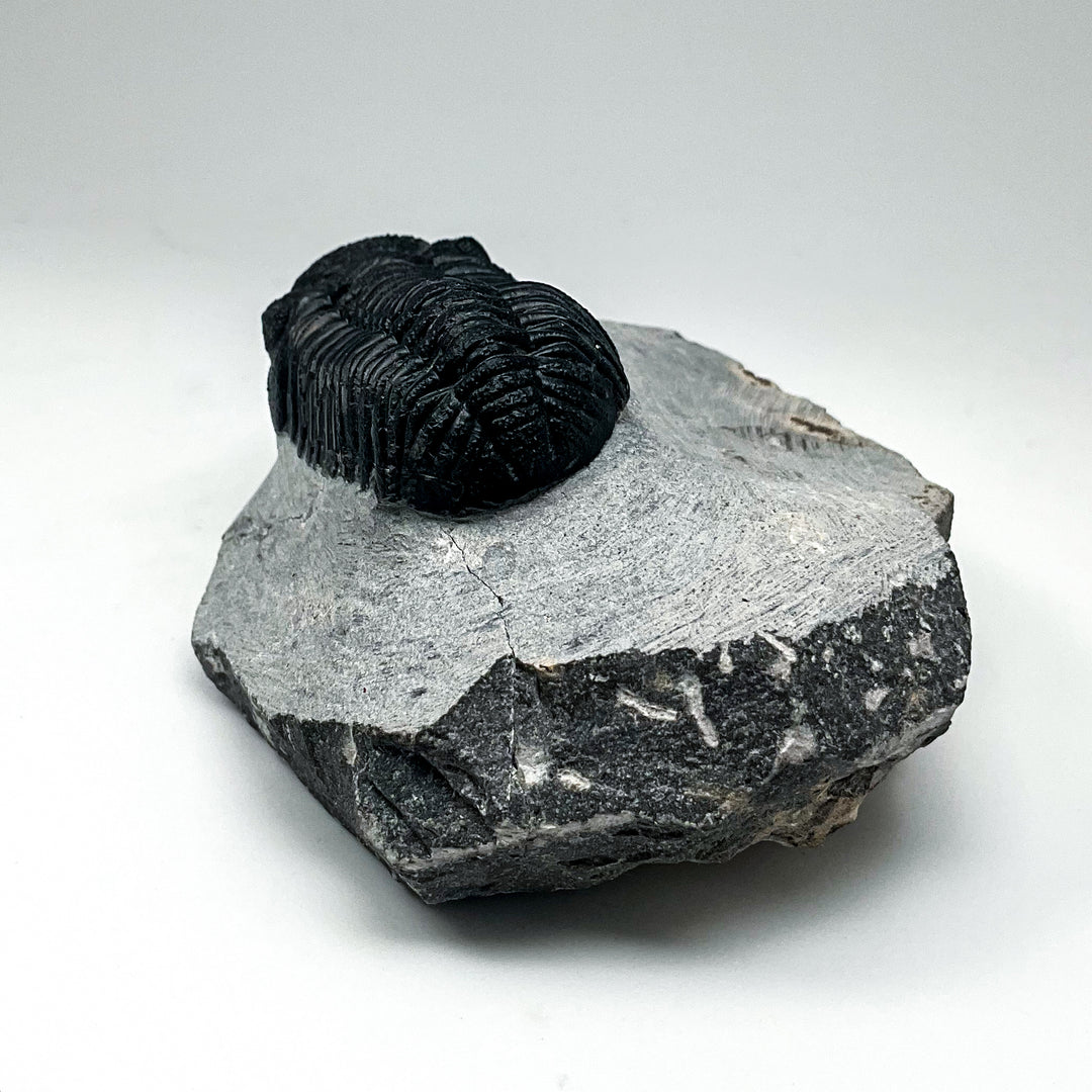 Trilobite Phacops Fossil