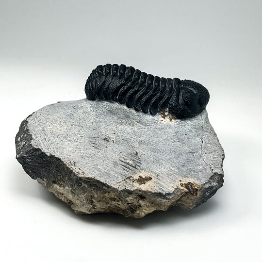 Trilobite Phacops Fossil