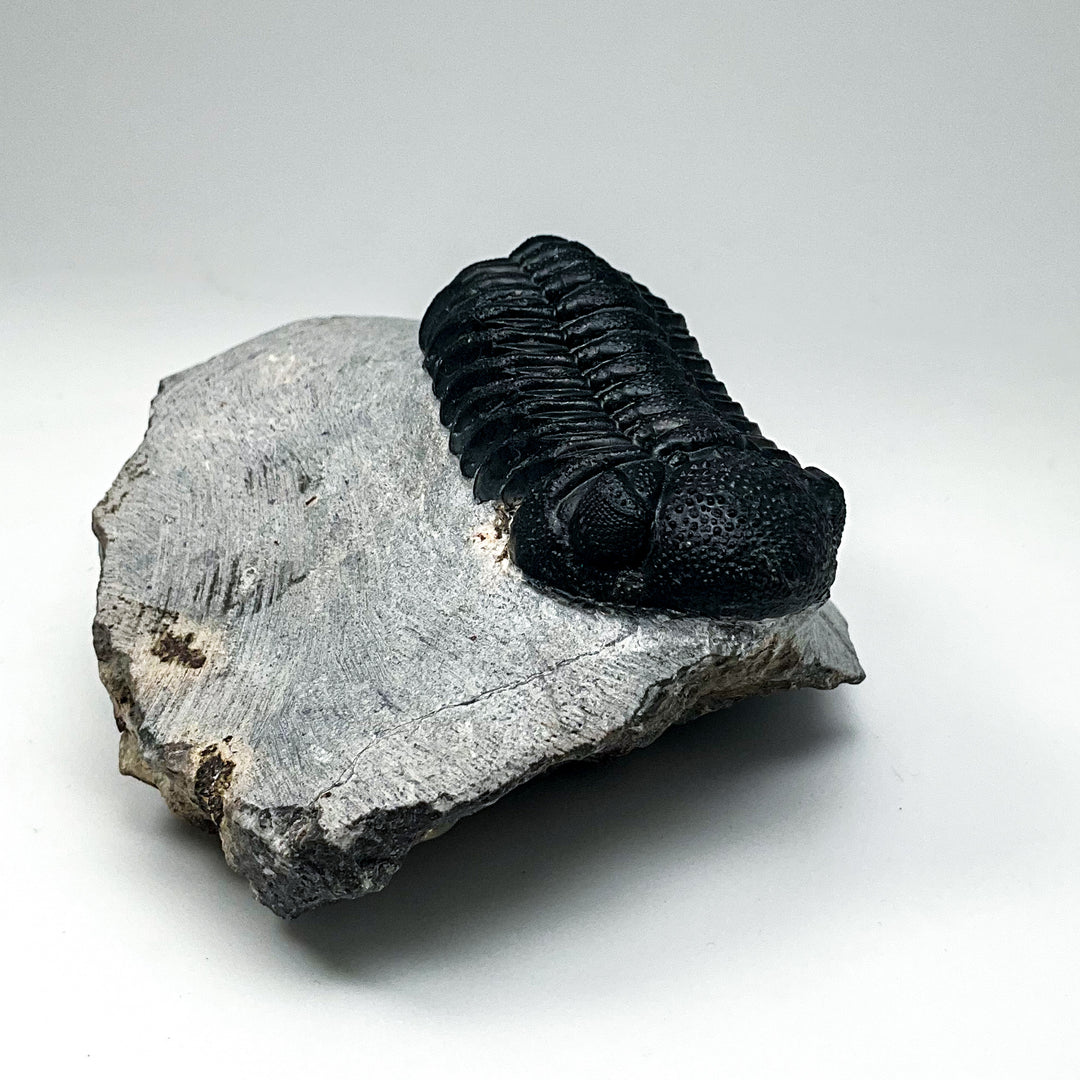 Trilobite Phacops Fossil