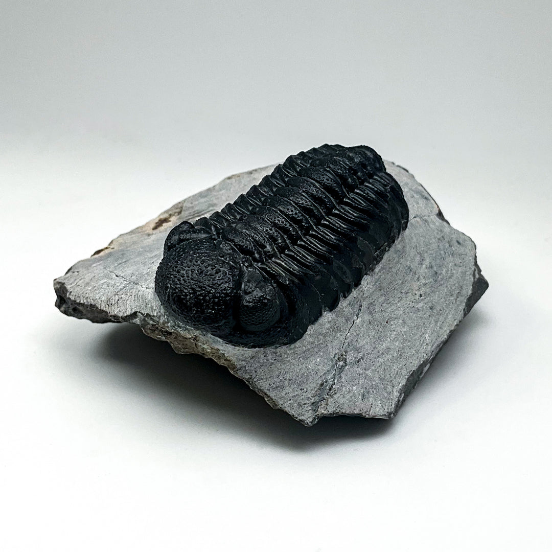 Trilobite Phacops Fossil