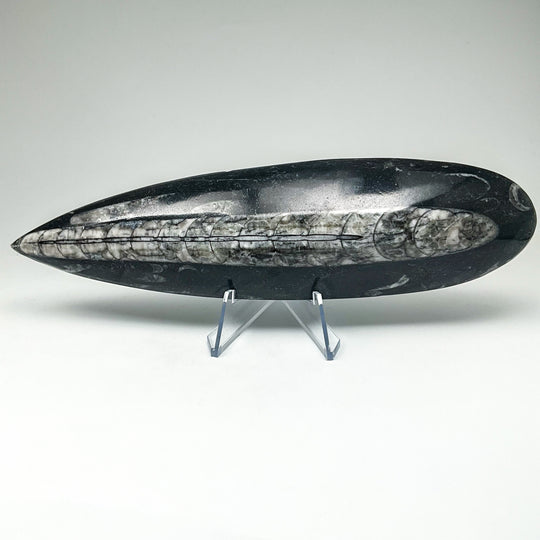 Polished Orthoceras Fossil