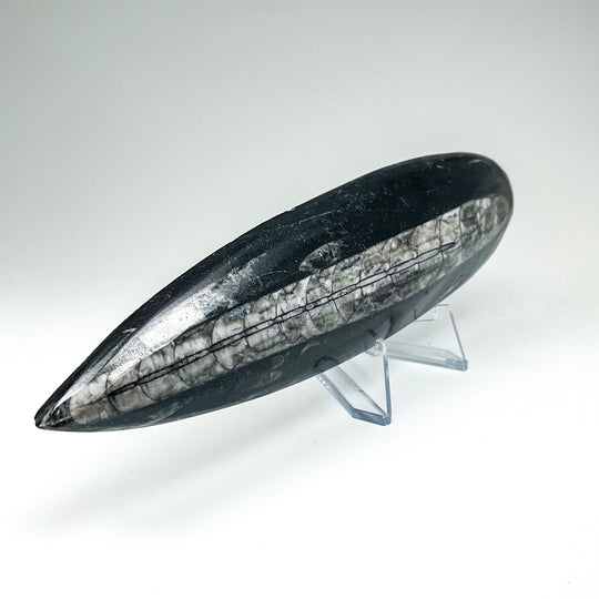 Polished Orthoceras Fossil