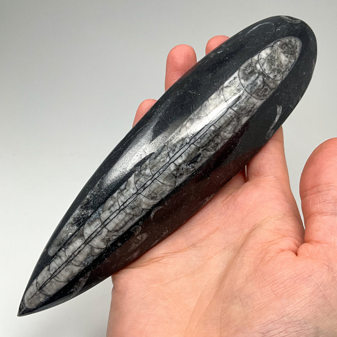 Polished Orthoceras Fossil