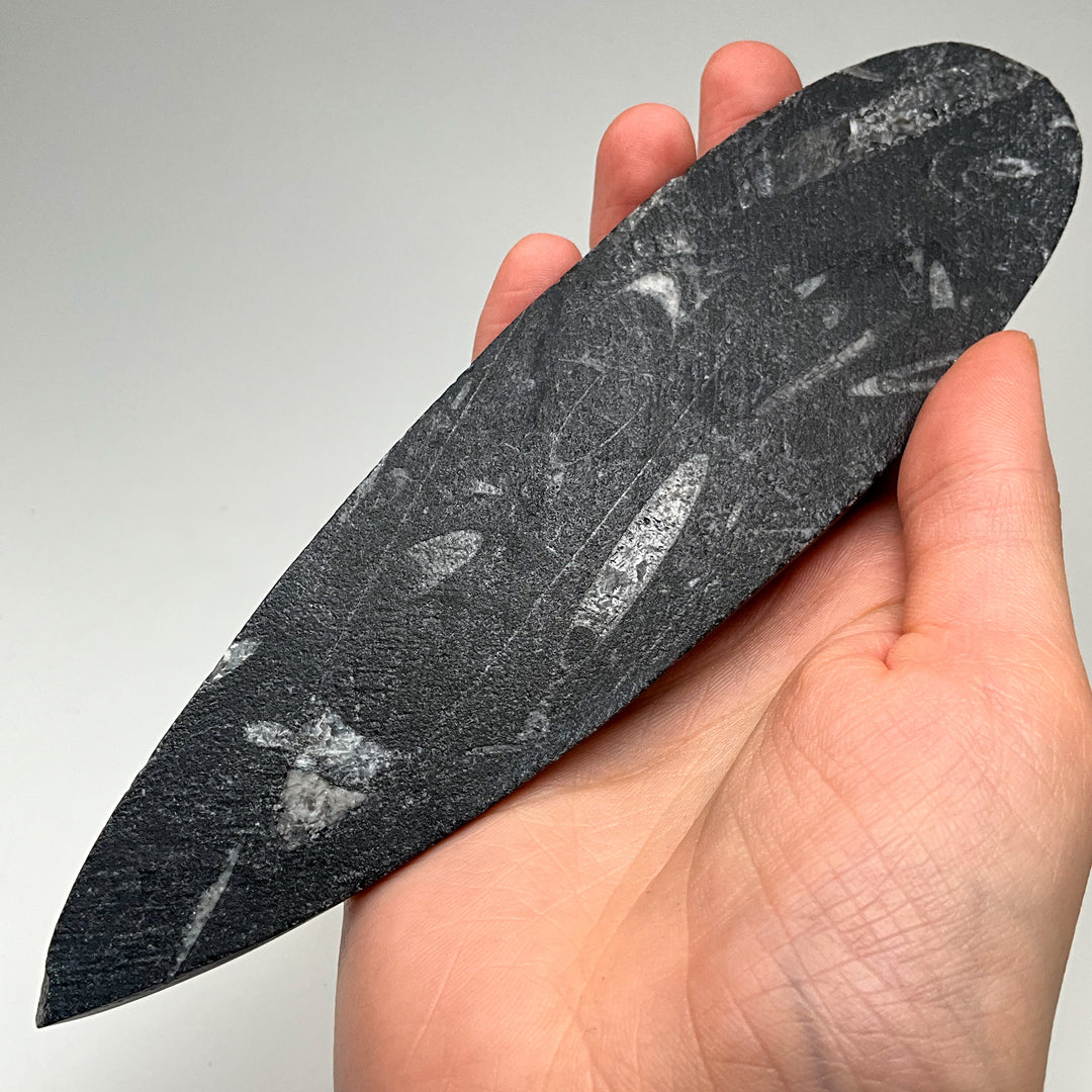 Polished Orthoceras Fossil