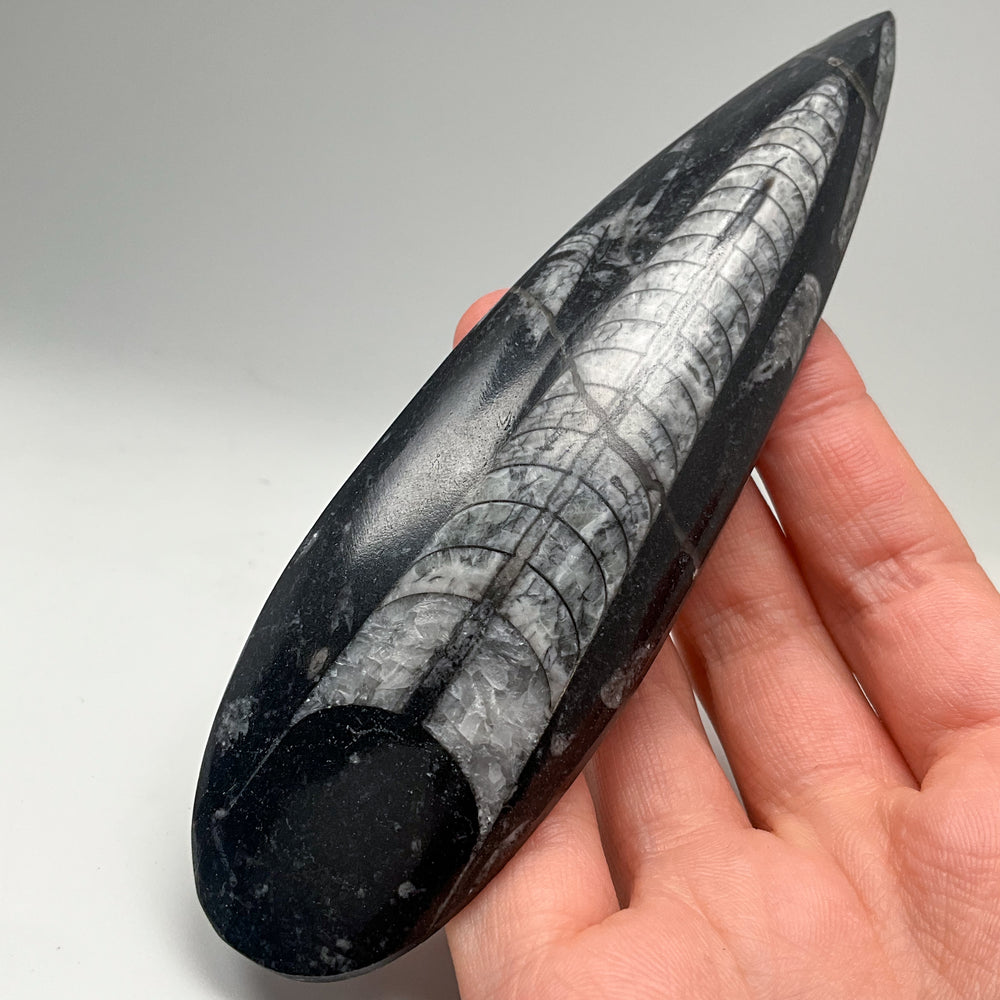 Polished Orthoceras Fossil