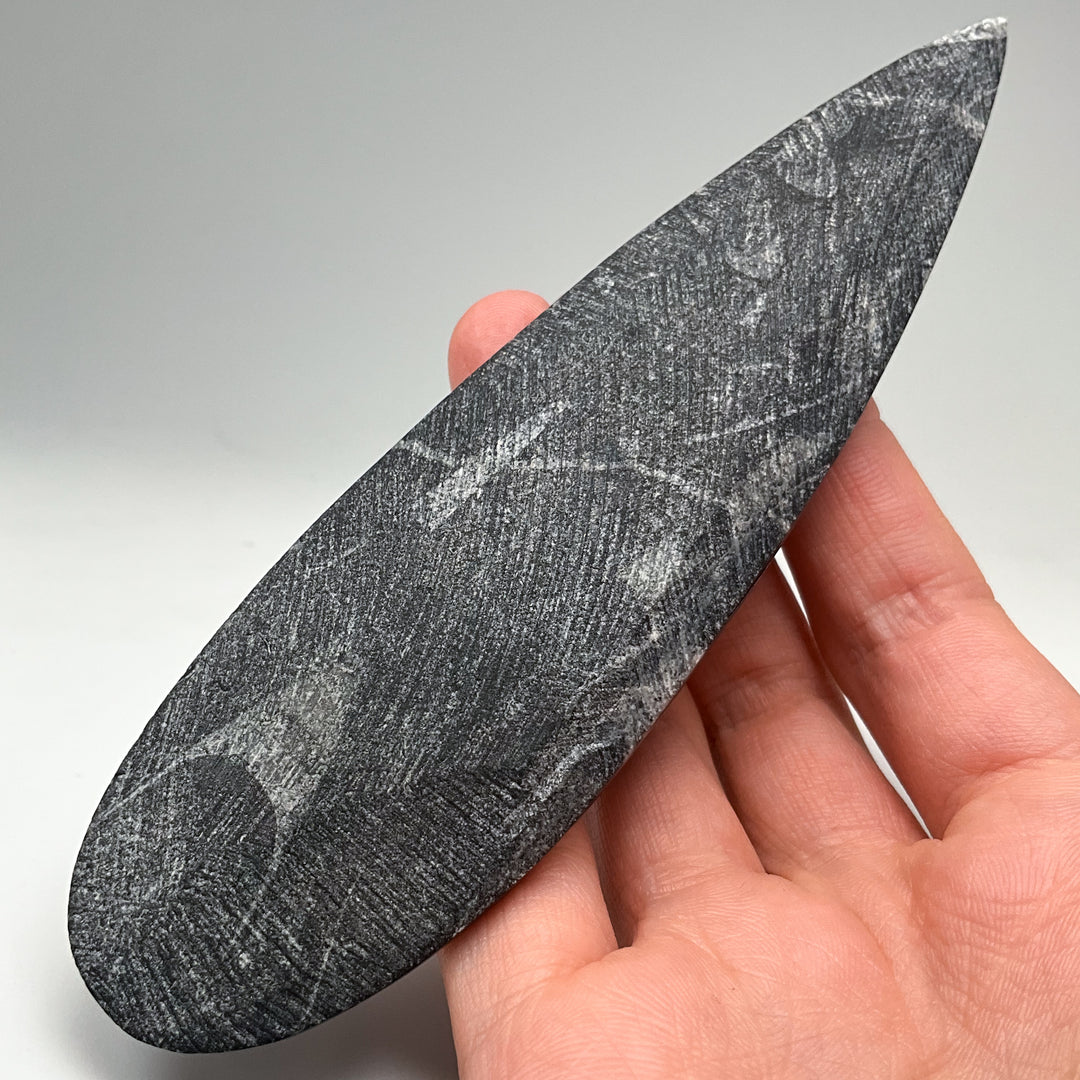 Polished Orthoceras Fossil