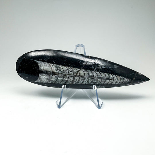 Polished Orthoceras Fossil