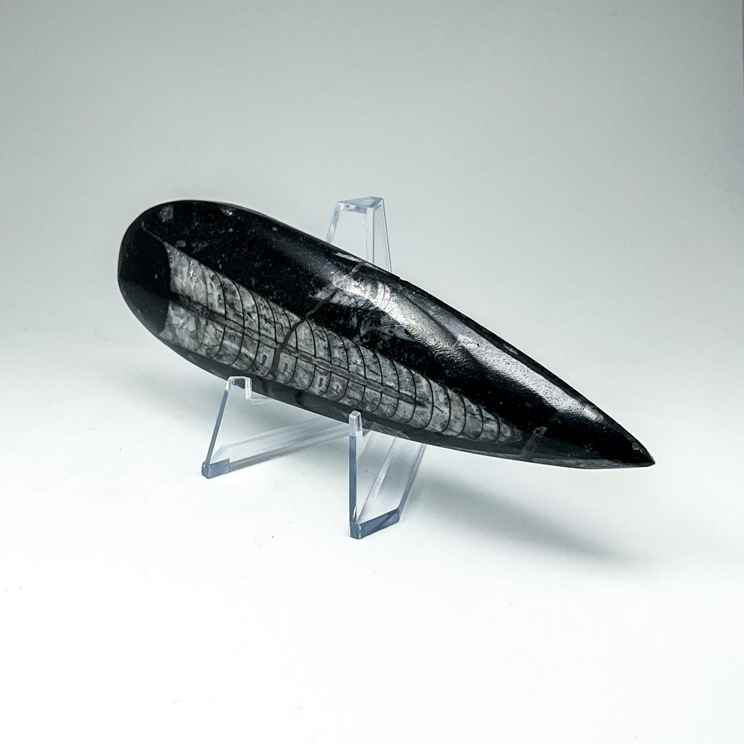 Polished Orthoceras Fossil