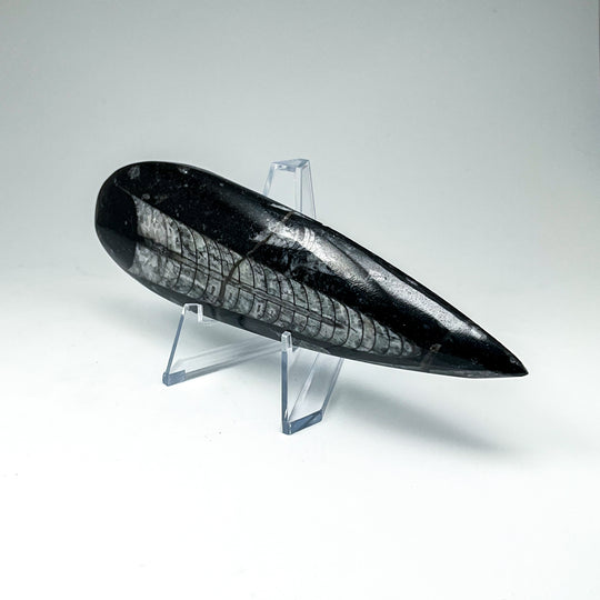 Polished Orthoceras Fossil