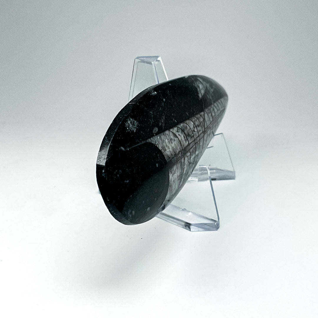 Polished Orthoceras Fossil