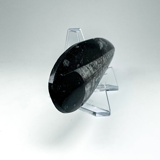 Polished Orthoceras Fossil