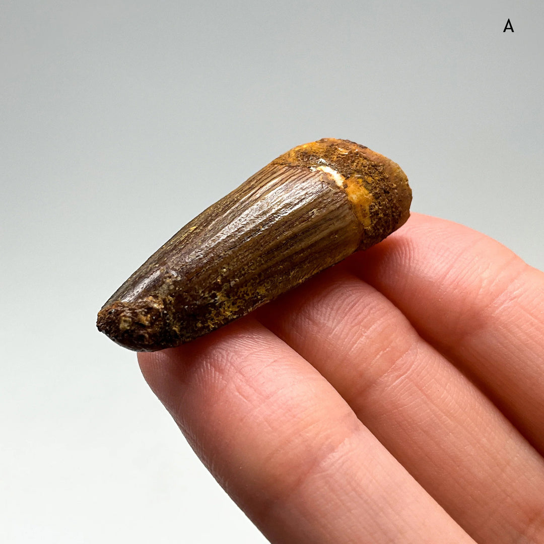 Fossilized Spinosaurus Tooth Specimen