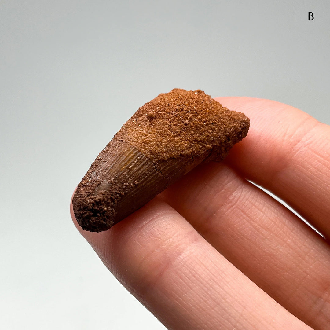 Fossilized Spinosaurus Tooth Specimen