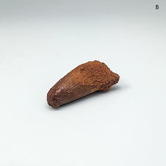 Fossilized Spinosaurus Tooth Specimen