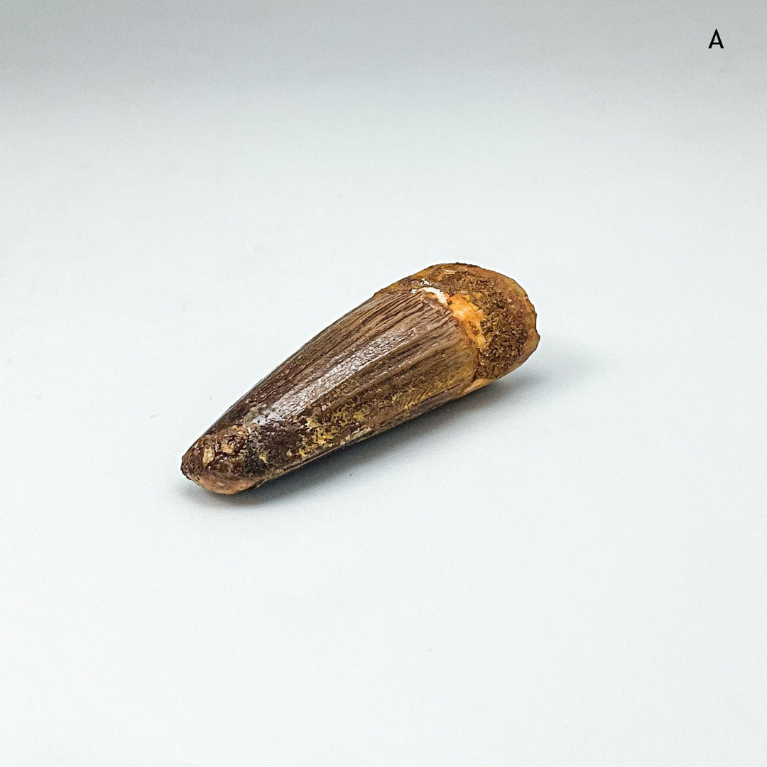 Fossilized Spinosaurus Tooth Specimen