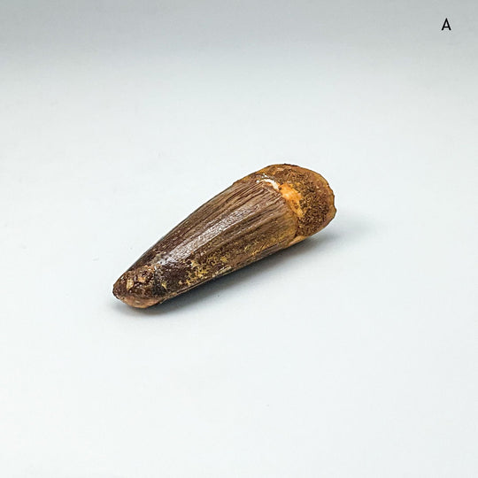 Fossilized Spinosaurus Tooth Specimen