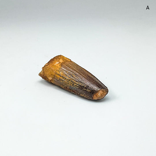 Fossilized Spinosaurus Tooth Specimen
