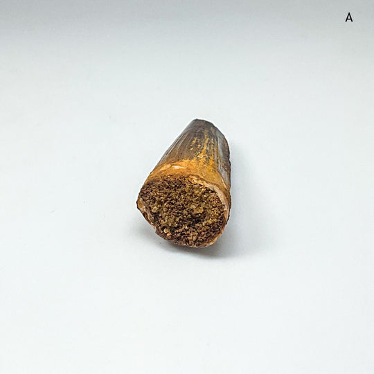 Fossilized Spinosaurus Tooth Specimen