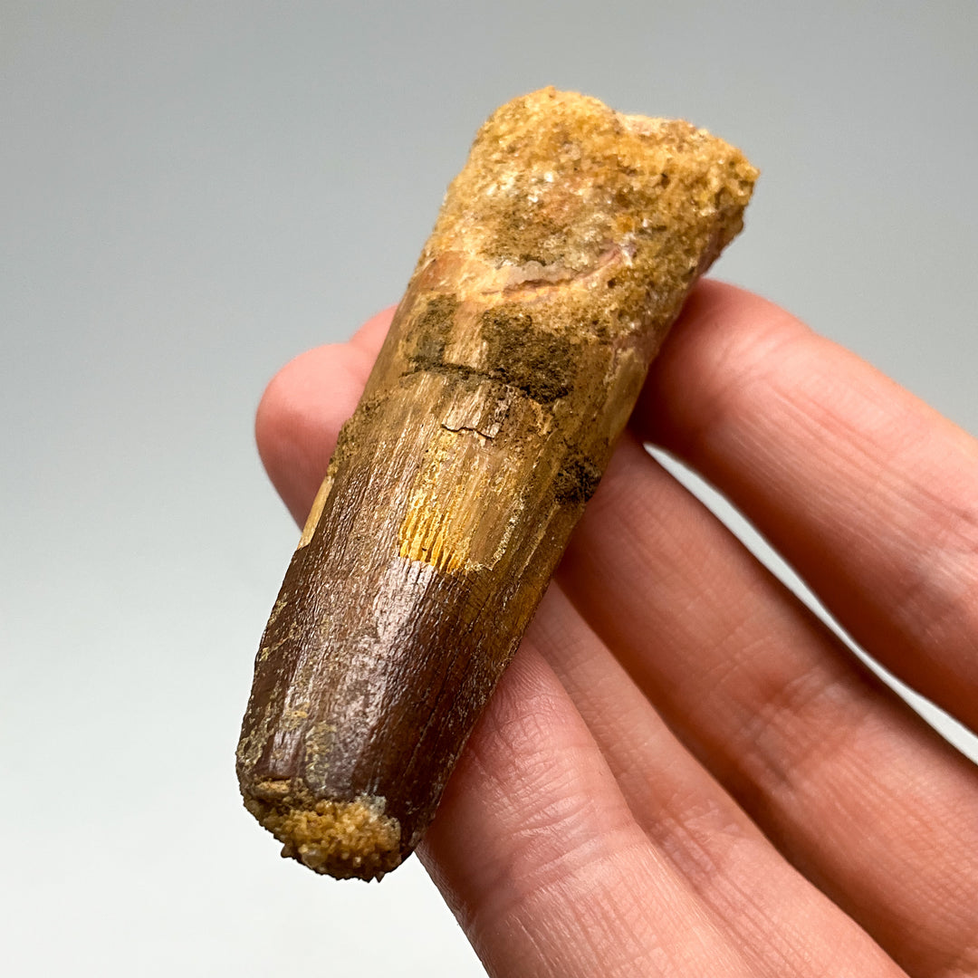 Fossilized Spinosaurus Tooth Specimen