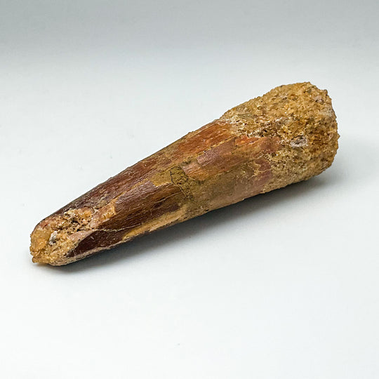 Fossilized Spinosaurus Tooth Specimen