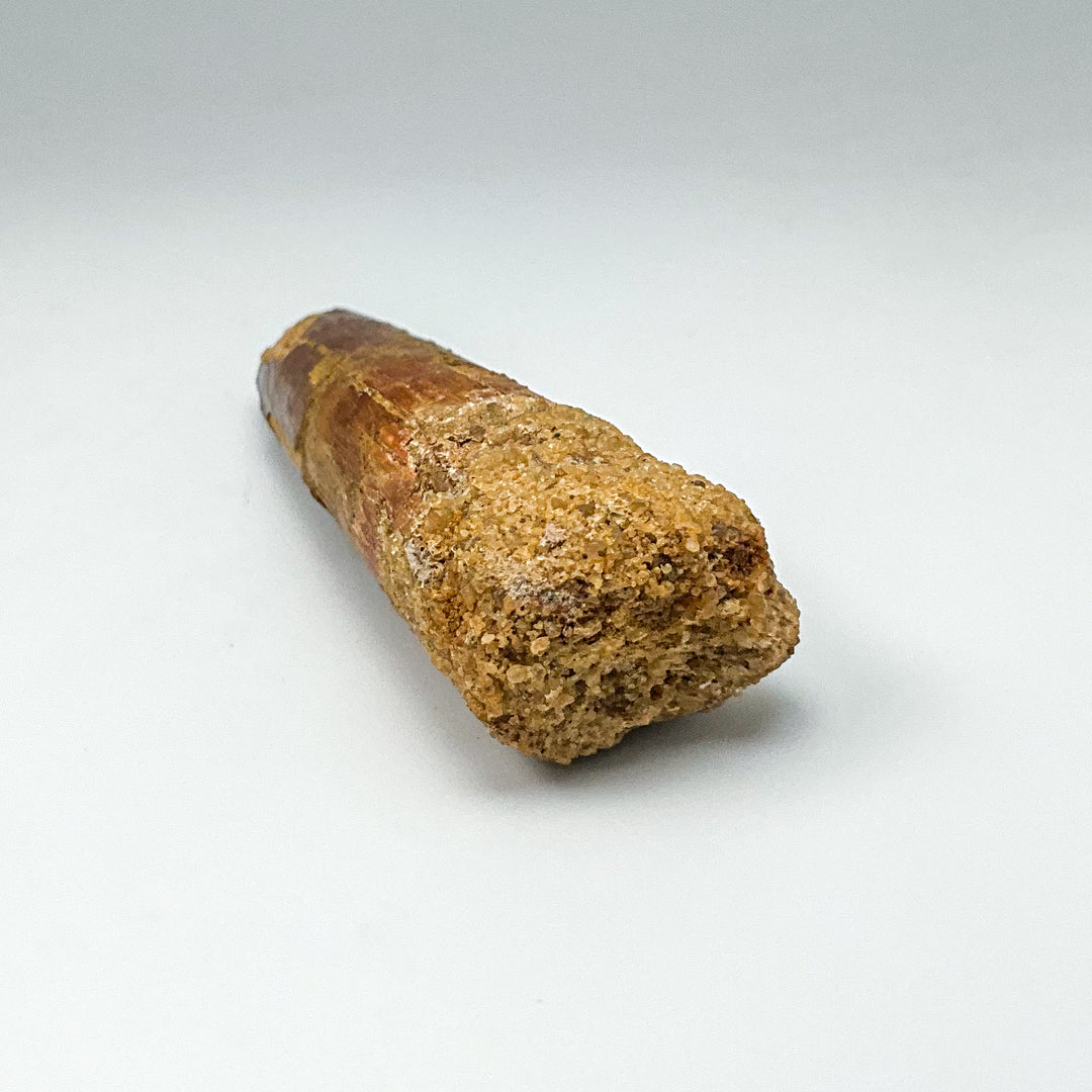 Fossilized Spinosaurus Tooth Specimen