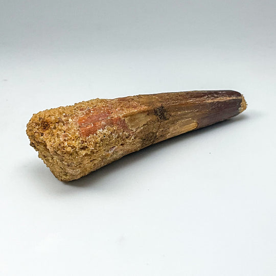 Fossilized Spinosaurus Tooth Specimen